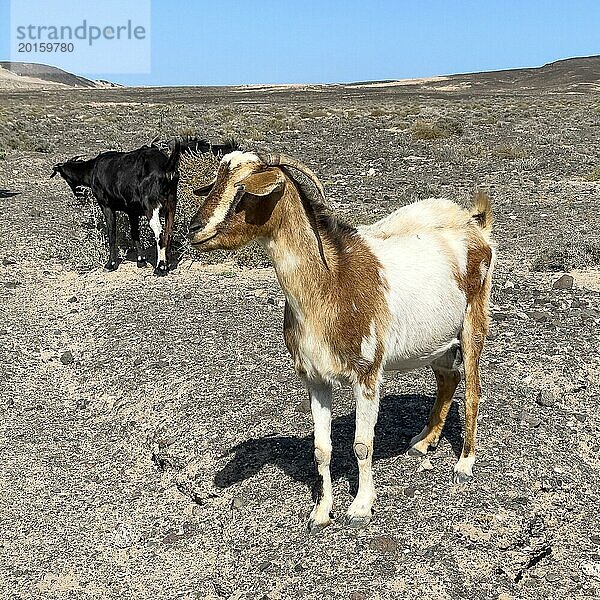 Zwei wilde Ziegen (Cabra majorera) in dahinter Vulkanlandschaft an Südspitze von Halbinsel Jandia  Jandia  Fuerteventura  Kanarische Inseln  Kanaren  Spanien  Europa