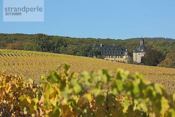 Schloss Vollrads mit goldene Rebfelder und Herbststimmung  Ranke  Weinrebe  Tiefenunschärfe  Unschärfe  Weinanbaugebiet  Landschaft  Weinfelder  Winkel  Oestrich-Winkel  Rheingau  Taunus  Hessen  Deutschland  Europa