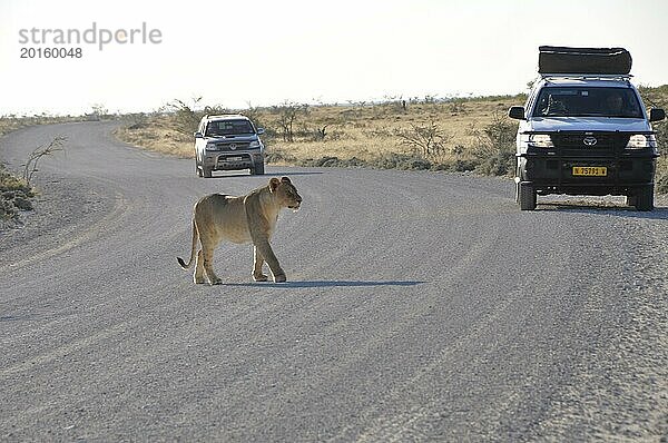 Löwin überquert die Straße im Etosha Nationalpark beobachtet von Safari Gästen. Eine Löwin überquert die Straße im Etosha Nationalpark  retro  vintage  alt