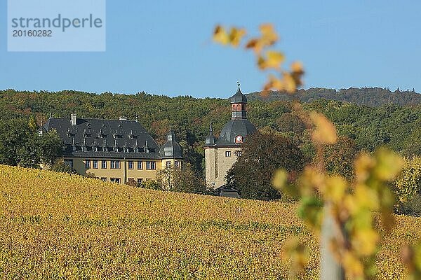 Schloss Vollrads mit goldene Rebfelder und Herbststimmung  Ranke  Weinrebe  Weinanbaugebiet  Tiefenunschärfe  Unschärfe  Landschaft  Weinfelder  Winkel  Oestrich-Winkel  Rheingau  Taunus  Hessen  Deutschland  Europa