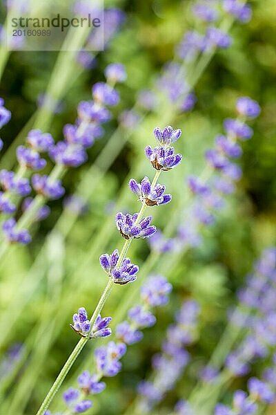 Lavendel im Garten  geringe DOF