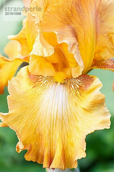 Schöne bunte Iris Blume blühen im Garten. Close up  Zerbrechlichkeit und Sommer Konzept