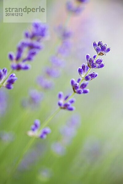 Lavendel im Garten  geringe DOF