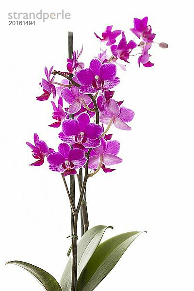 Einzelne Orchidee auf weißem Hintergrund