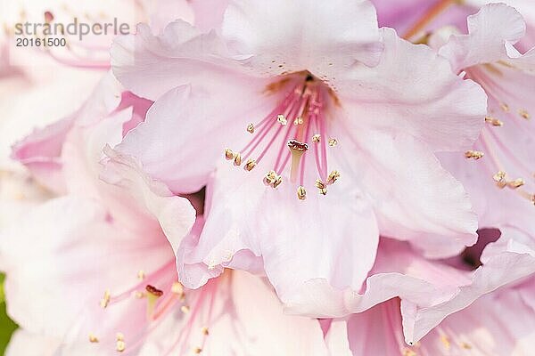 Rhododendron (Azalee) blüht in verschiedenen Farben im Frühlingsgarten. Nahaufnahme. Unscharfer Hintergrund