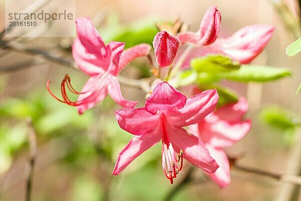 Rhododendron (Azalee) blüht in verschiedenen Farben im Frühlingsgarten. Nahaufnahme. Unscharfer Hintergrund