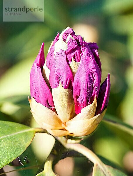 Violette Knospen von Rhododendron (Azalee) im Frühlingsgarten. Nahaufnahme. Unscharfer Hintergrund