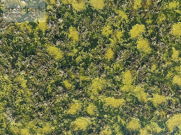 Detail des Sumpfgebiets bei Sanlúcar de Barrameda. Luftaufnahme. Drohnenaufnahme. Provinz Cádiz  Andalusien  Spanien  Europa