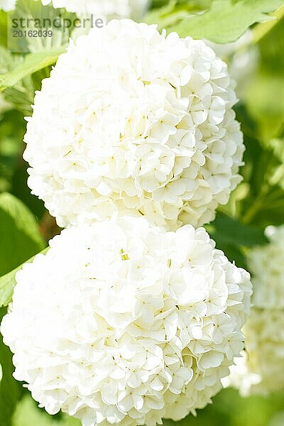 Viburnum (Guelder Rose) blüht weiß im Frühlingsgarten. Nahaufnahme. Unscharfer Hintergrund