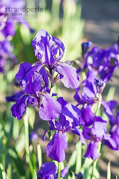 Bunte lila Schwertlilien in einem botanischen Garten