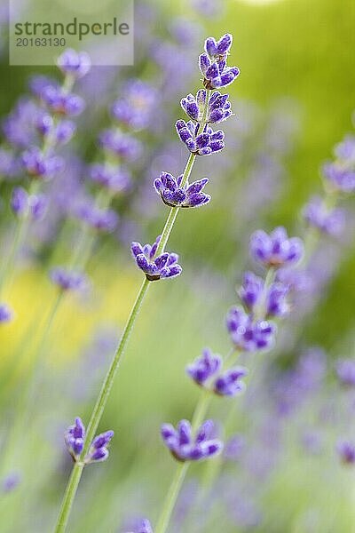 Lavendel im Garten  geringe DOF