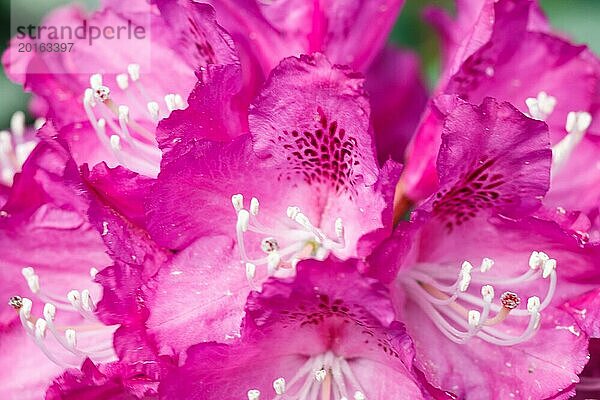 Rhododendron (Azalee) blüht in verschiedenen Farben im Frühlingsgarten. Nahaufnahme. Unscharfer Hintergrund