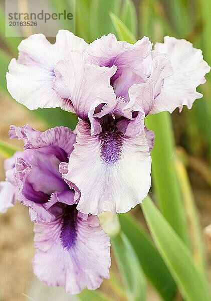 Schöne bunte Iris Blume blühen im Garten. Close up  Zerbrechlichkeit und Sommer Konzept