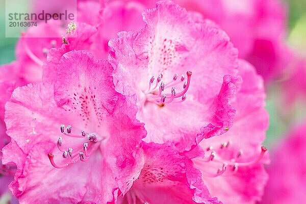 Rhododendron (Azalee) blüht in verschiedenen Farben im Frühlingsgarten. Nahaufnahme. Unscharfer Hintergrund