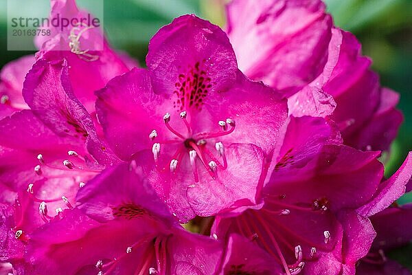 Rhododendron (Azalee) blüht in verschiedenen Farben im Frühlingsgarten. Nahaufnahme. Unscharfer Hintergrund