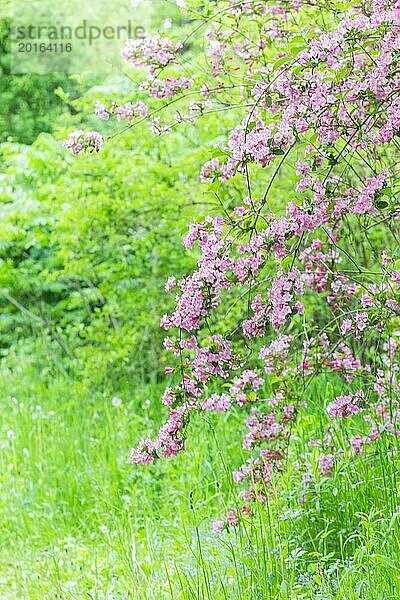 Blühender Weigelazweig im botanischen Garten im Frühling