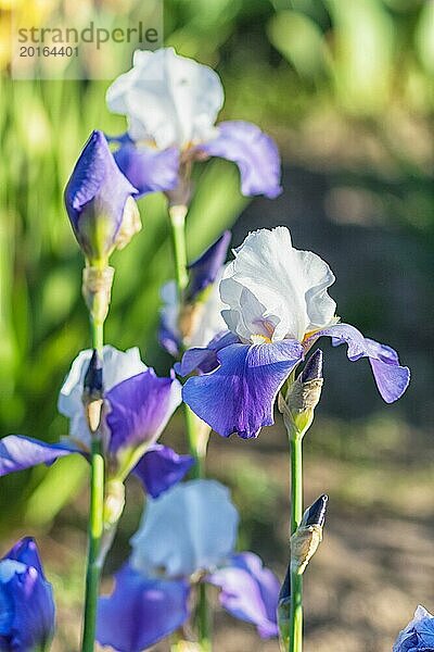 Bunte lila Schwertlilien in einem botanischen Garten