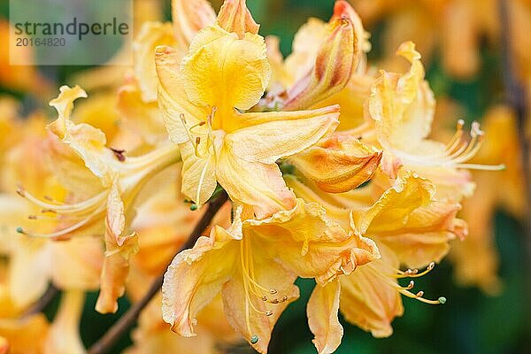 Rhododendron (Azalee) blüht in verschiedenen Farben im Frühlingsgarten. Nahaufnahme. Unscharfer Hintergrund