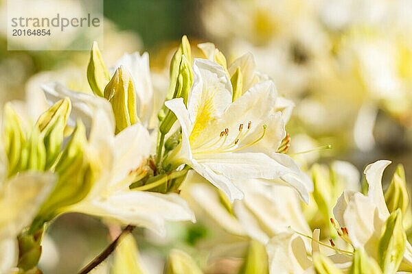 Rhododendron (Azalee) blüht in verschiedenen Farben im Frühlingsgarten. Nahaufnahme. Unscharfer Hintergrund