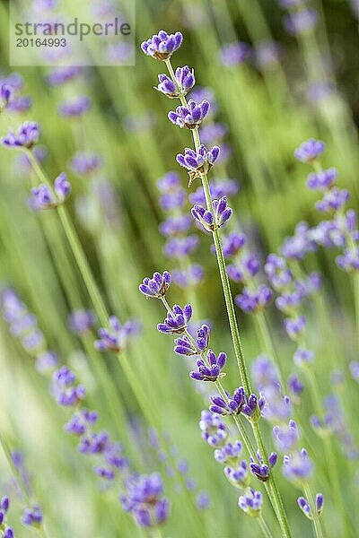 Lavendel im Garten  geringe DOF