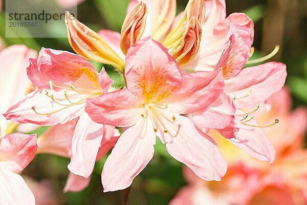 Rhododendron (Azalee) blüht in verschiedenen Farben im Frühlingsgarten. Nahaufnahme. Unscharfer Hintergrund