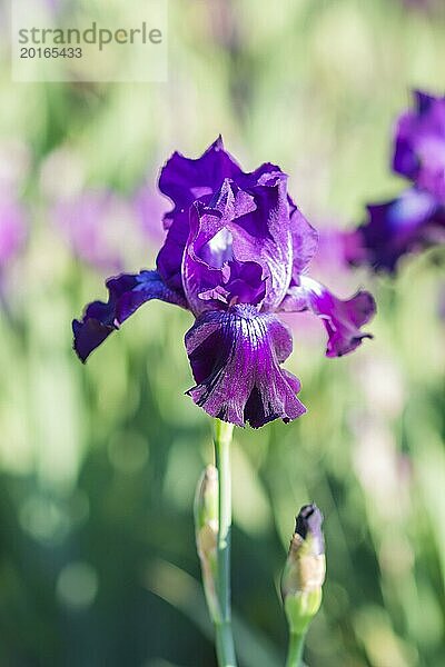 Bunte lila Schwertlilien in einem botanischen Garten