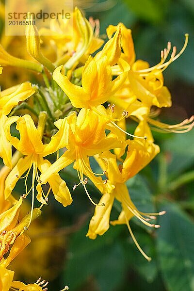 Rhododendron (Azalee) blüht in verschiedenen Farben im Frühlingsgarten. Nahaufnahme. Unscharfer Hintergrund