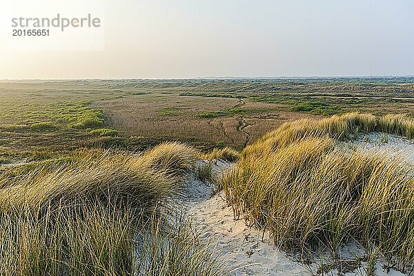 Blick über Dünen mit wildem Gras bei Sonnenuntergang  das goldene Licht verbreitet eine ruhige Stimmung  Texel  Nordsee  Niederlande  Europa