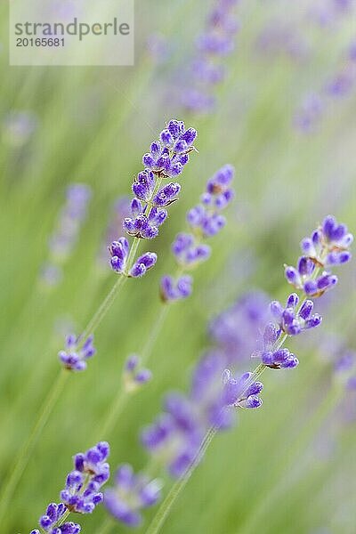 Lavendel im Garten  geringe DOF