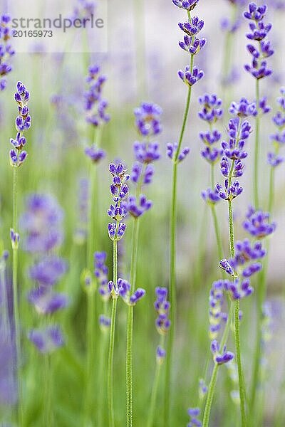 Lavendel im Garten  geringe DOF