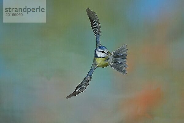 Blaumeise (Parus caeruleus) im Flug  Flugaufnahme frontal von unten  Wilden  Nordrhein-Westfalen  Deutschland  Europa