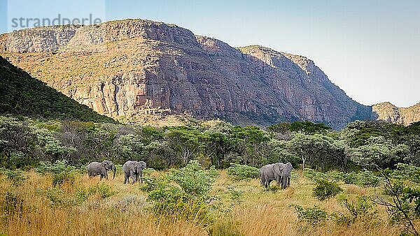 Drei Elefanten wandern friedlich durch die weite  grüne Savannenlandschaft vor einer imposanten Bergkulisse  Limpopo  Südafrika