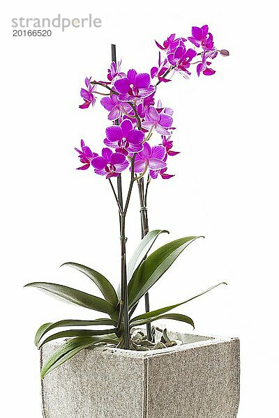 Orchidee im Topf auf weißem Hintergrund