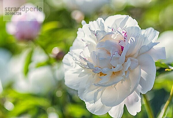 Rosa Pfingstrose in einem botanischen Garten