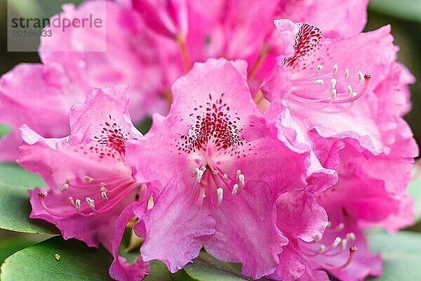 Rhododendron (Azalee) blüht in verschiedenen Farben im Frühlingsgarten. Nahaufnahme. Unscharfer Hintergrund