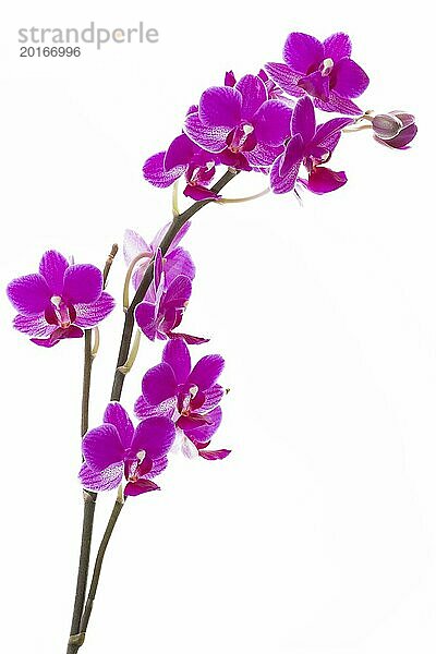 Orchideenrispe auf weißem Hintergrund