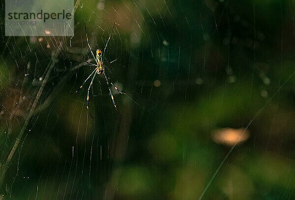 Nahaufnahme einer Spinne auf einem feinen Netz mit Bokeh Hintergrund  in Südkorea