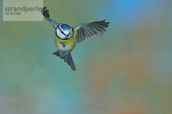 Blaumeise (Parus caeruleus) im Flug  Flugaufnahme frontal von unten  Wilden  Nordrhein-Westfalen  Deutschland  Europa