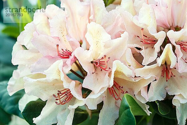 Rhododendron (Azalee) blüht in verschiedenen Farben im Frühlingsgarten. Nahaufnahme. Unscharfer Hintergrund