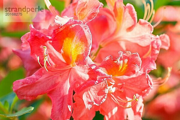 Rhododendron (Azalee) blüht in verschiedenen Farben im Frühlingsgarten. Nahaufnahme. Unscharfer Hintergrund