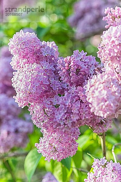 Blühender Flieder im botanischen Garten im Frühling