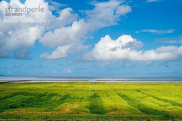 Idyllische Ansicht einer ruhigen  grünen Landschaft unter einem weiten blauen Himmel mit flauschigen Wolken  Salzwiese  Neuharlingersiel  Ostfriesland  Niedersachsen