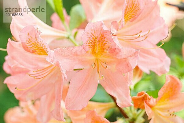 Rhododendron (Azalee) blüht in verschiedenen Farben im Frühlingsgarten. Nahaufnahme. Unscharfer Hintergrund