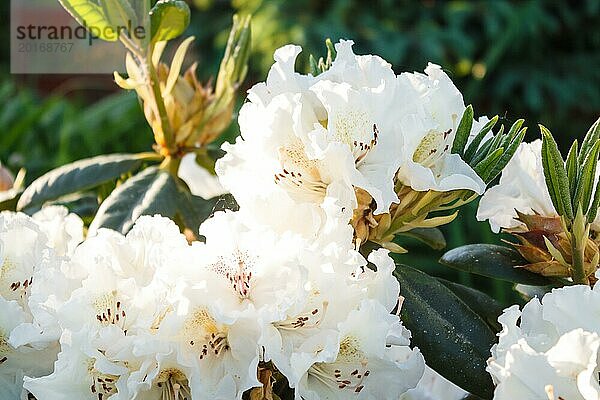 Rhododendron (Azalee) blüht in verschiedenen Farben im Frühlingsgarten. Nahaufnahme. Unscharfer Hintergrund