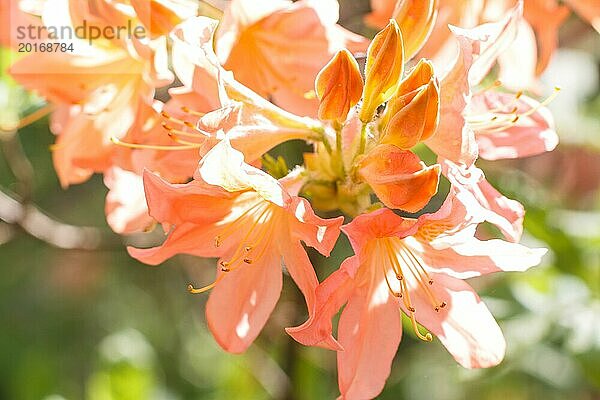 Rhododendron (Azalee) blüht in verschiedenen Farben im Frühlingsgarten. Nahaufnahme. Unscharfer Hintergrund