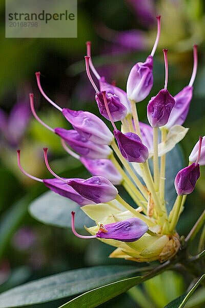 Violette Knospen von Rhododendron (Azalee) im Frühlingsgarten. Nahaufnahme. Unscharfer Hintergrund