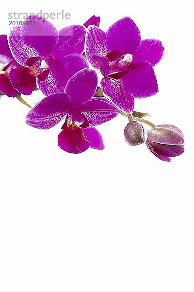 Orchideenrispe auf weißem Hintergrund