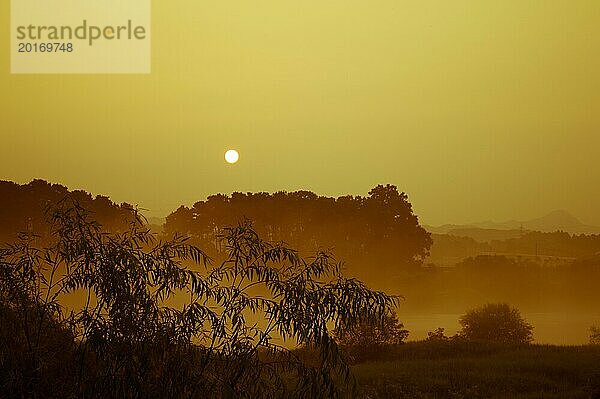 Ein heiterer Sonnenuntergang durch die Silhouette der Bäume in einer dunstigen  nebligen Landschaft gesehen  In Südkorea