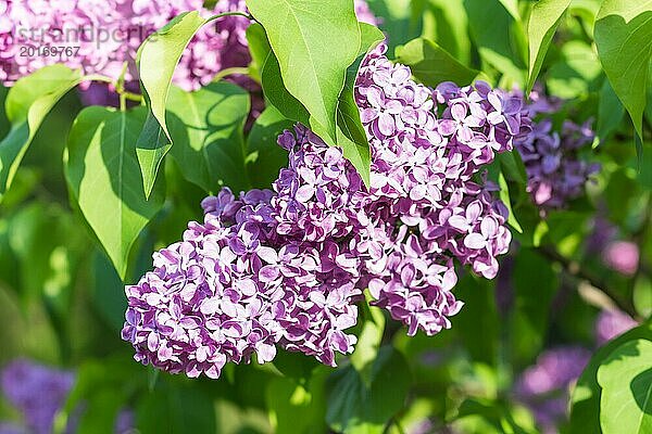 Blühender Flieder im botanischen Garten im Frühling