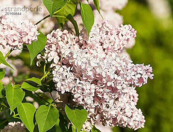 Blühender Flieder im botanischen Garten im Frühling